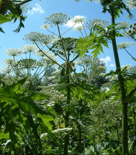 The flowerheads of giant hogweed, a poisonous invasive non‑native species.