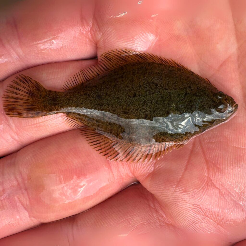 Flounder are more commonly found in our estuaries. This one was caught by our survey team close to one of our fish passes.