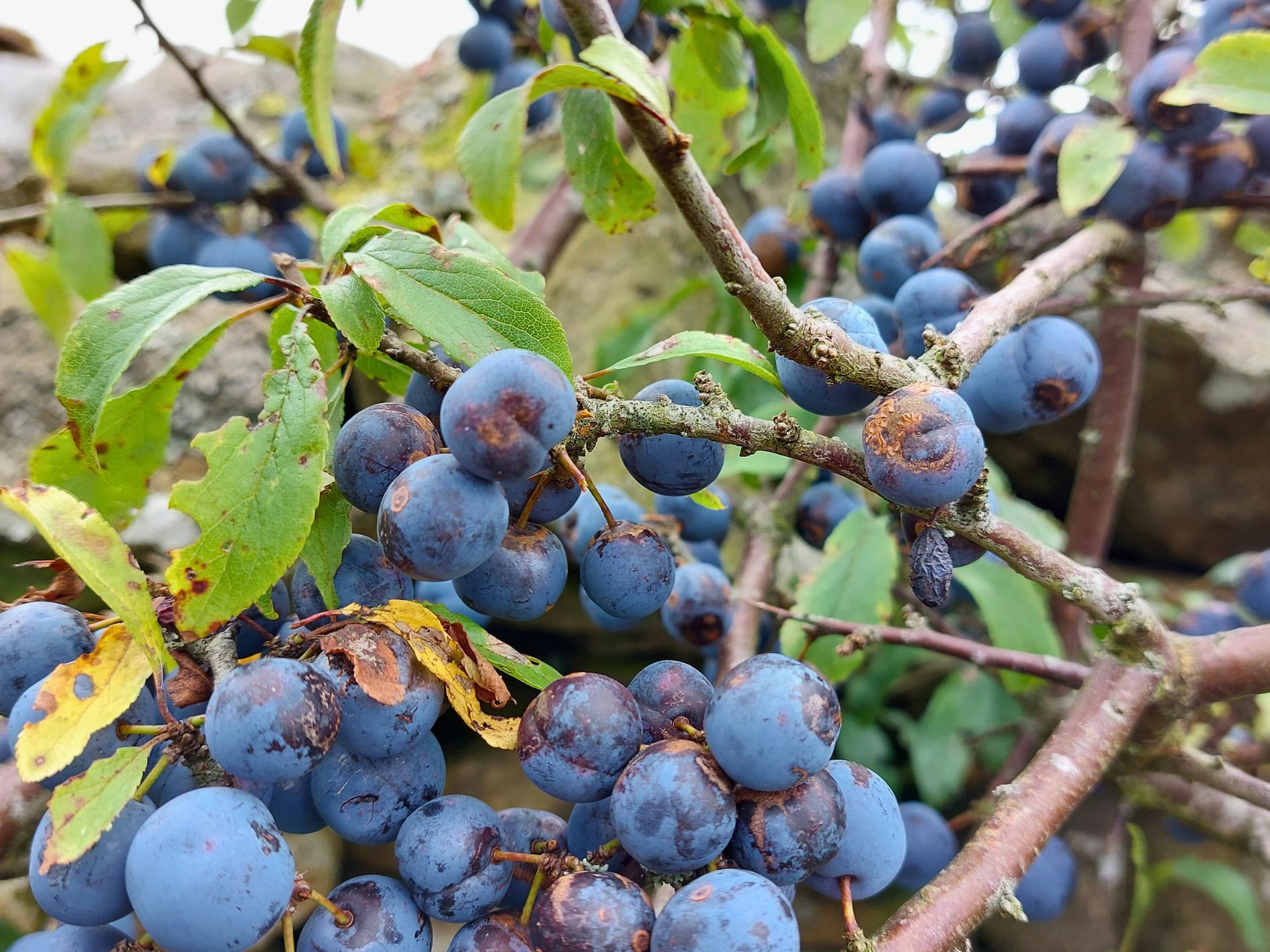 Nurture Nature: Grow a Native Tree from Seed in Your Garden - Ribble ...