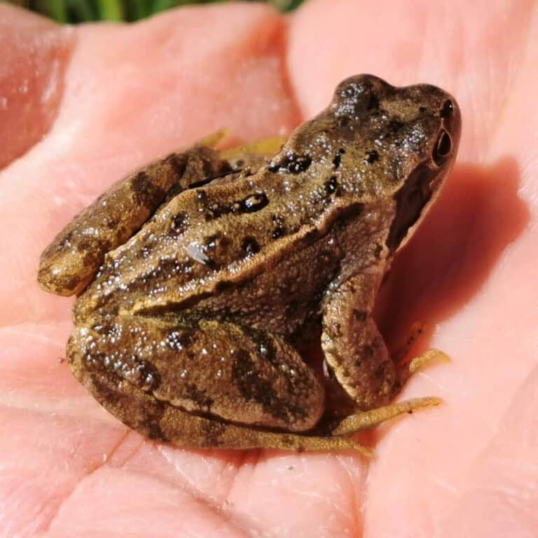 Signs of Spring: What to Look Out For - Ribble Rivers Trust