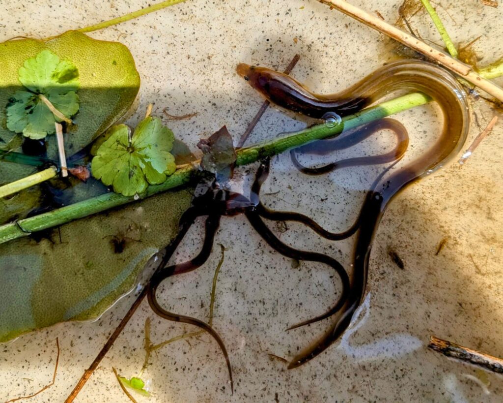 European eels are one of the key species that Ribble Rivers Trust are seeking to protect by restoring and creating new habitats