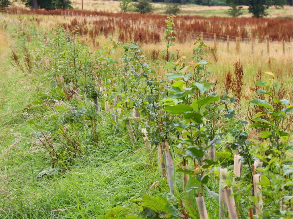 A hedgerow which forms part of the habitat mosaic at Cow Ark