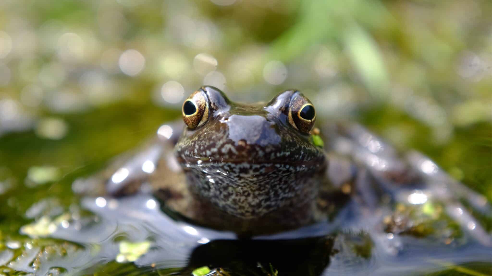 How to Save Water in the Garden, and Help Wildlife Too!