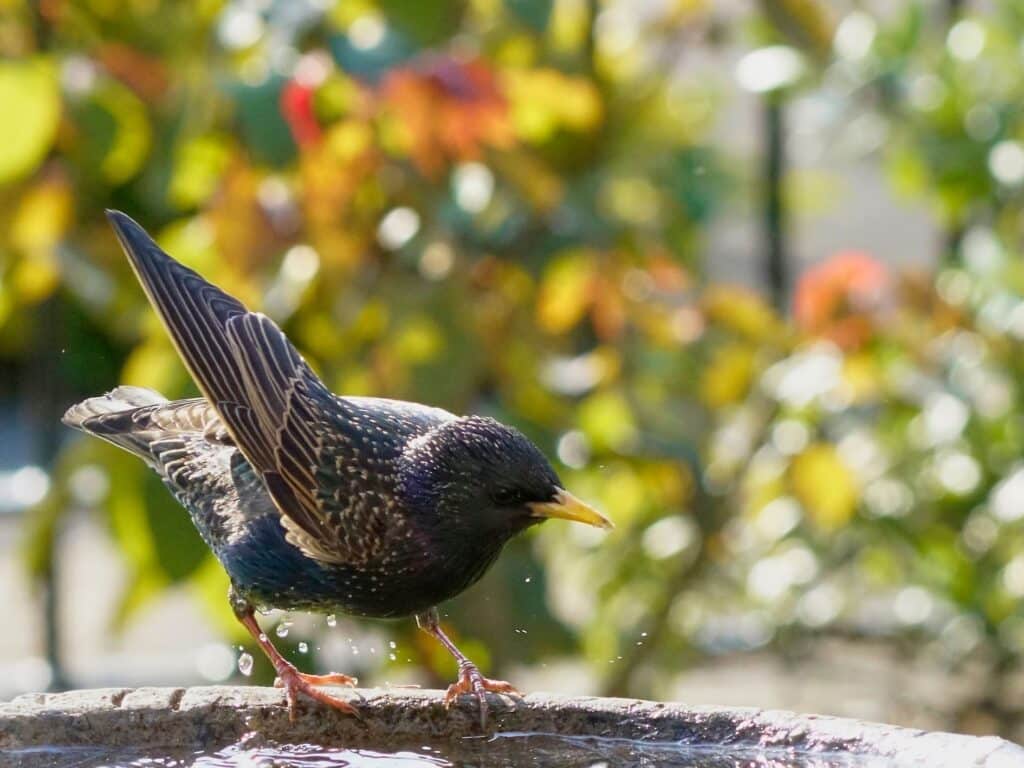 Bird baths are a vital for wildlife, top them up with water from water butts to save water in the garden.