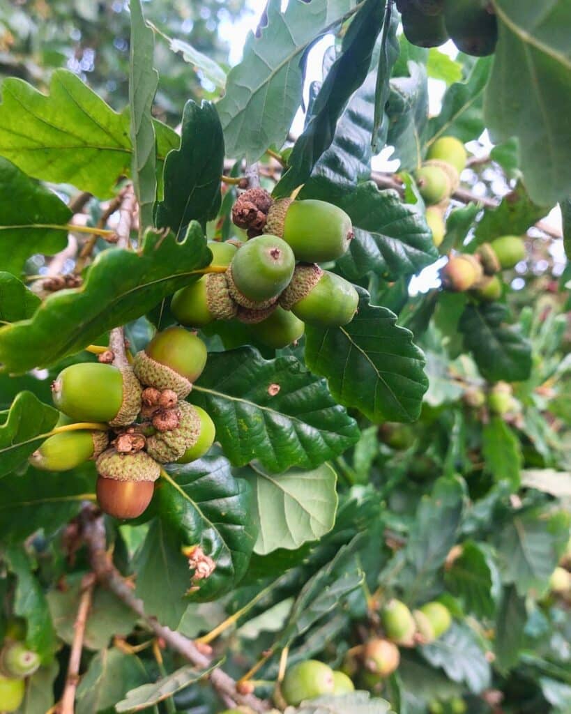 Oak trees are one of the species that produce an abundance of acorns during a mast year