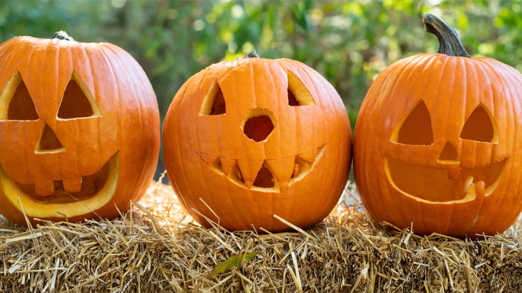 Pumpkins, Wildlife, and a Nature-Friendly Halloween