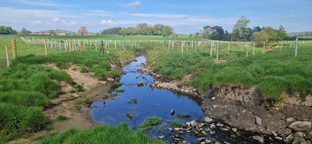 Woodland creation brings many benefits for rivers- especially riparian (riverside) woodlands.