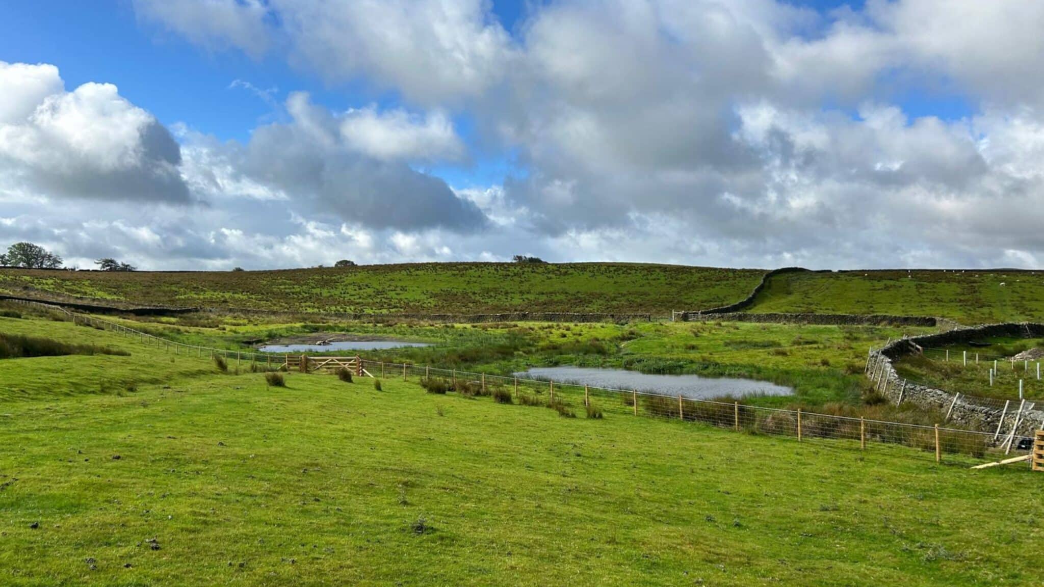 What Are Wetlands and Can They Reduce Flooding?