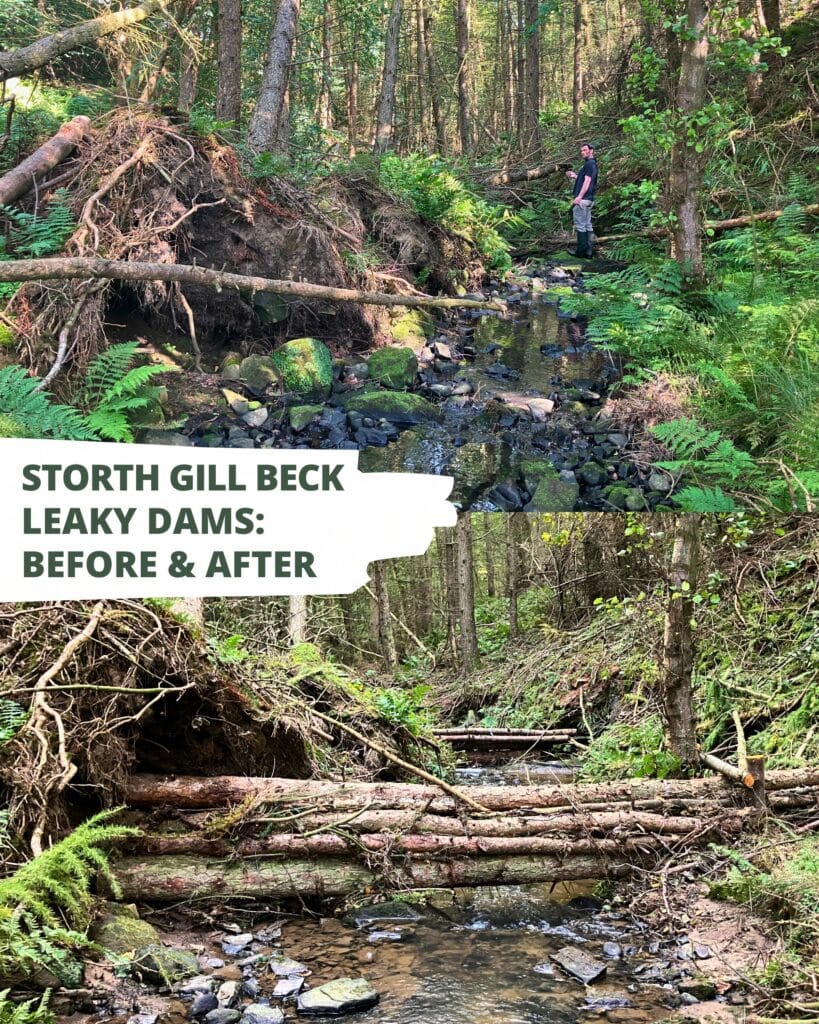 A before and after of the leaky dams at Storth Gill Beck