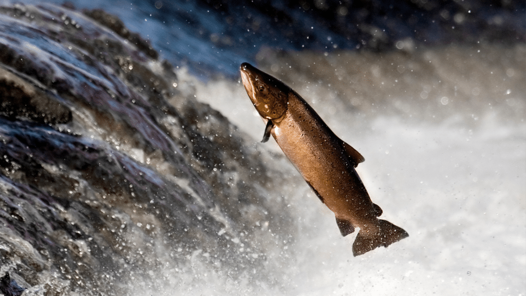 Our homes, gardens, and rivers are all linked. You can save the Atlantic salmon from your own home!