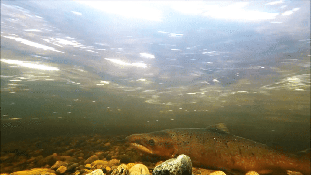 Spawning salmon- salmon face pressures throughout their whole life cycle.