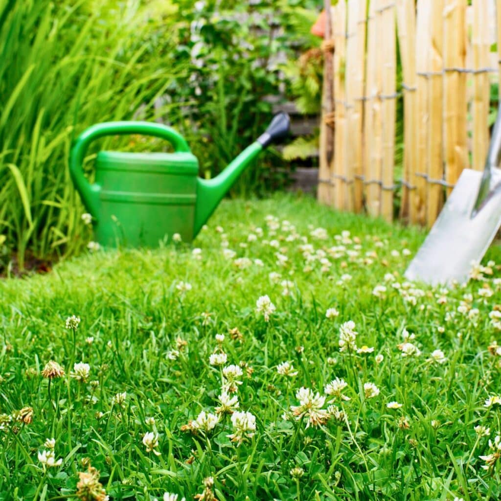 A green lawn filled with clover.