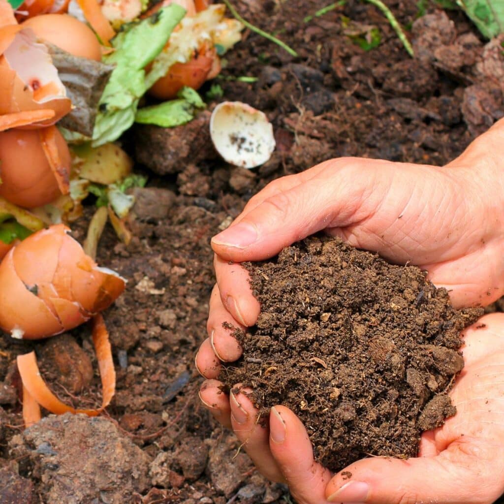 Cupped hands full of compost. Organic compost holds much more water than poor quality soil.