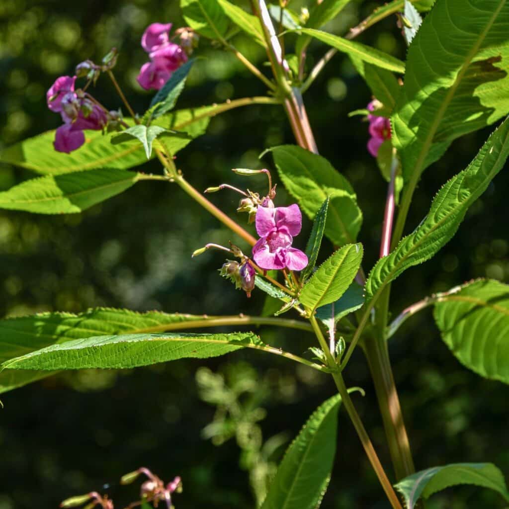 Himalayan balsam. Almost all invasive non native species started as garden plants!