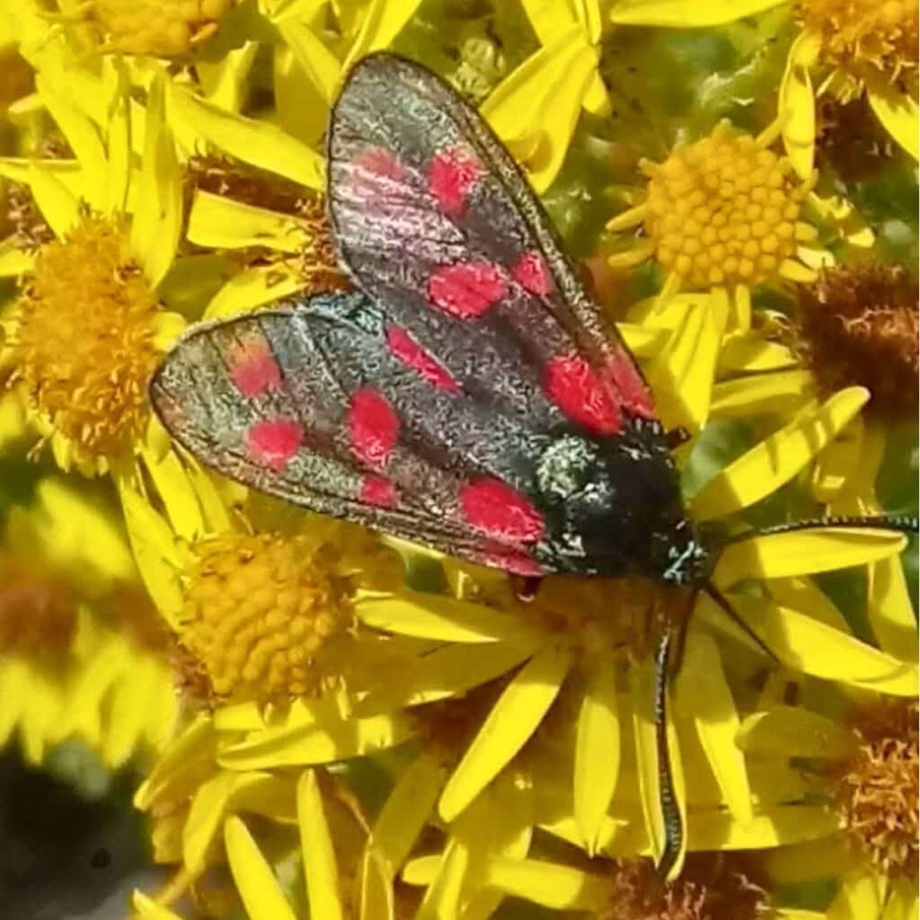 A six spotted burnet moth on ragwort. Two native species that rely on each other for food and pollination. 