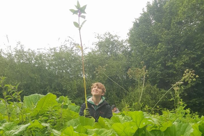 A young person holding a stem of Himalayan balsam- an invasive non‑native species. The balsam is taller than the person.
