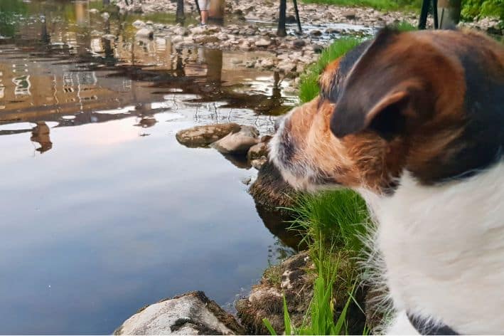 A dog looks out at the river from the river bank. Flea treatments have the potential to impact river health.