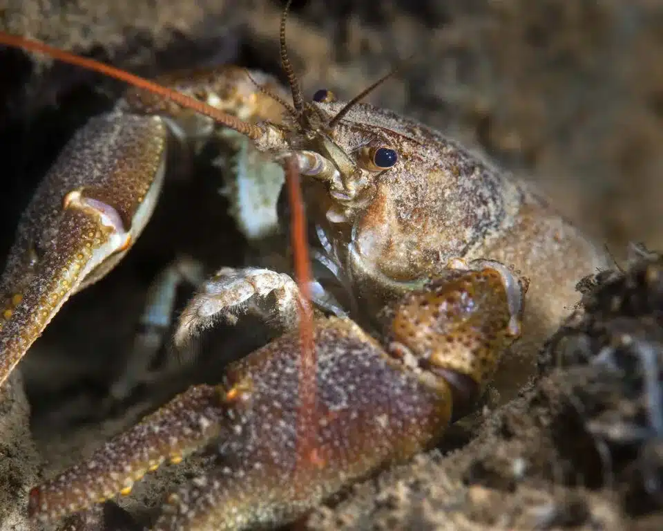 White-clawed crayfish. Credit The Wildlife Trusts.