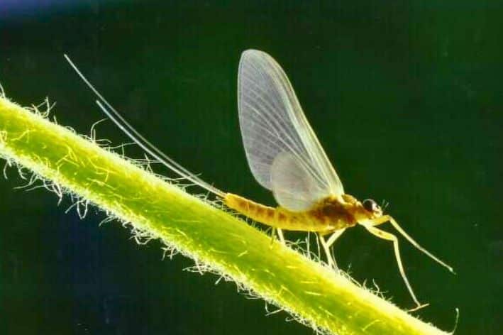 A close up photo of a mayfly. River invertebrates are a vital part of our freshwater foodchains.