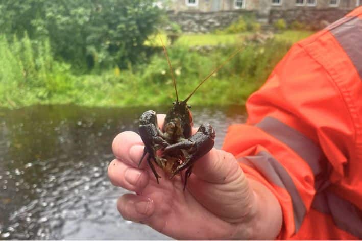 Crayfish found during crayfish surveys. Credit Tyne Rivers Trust