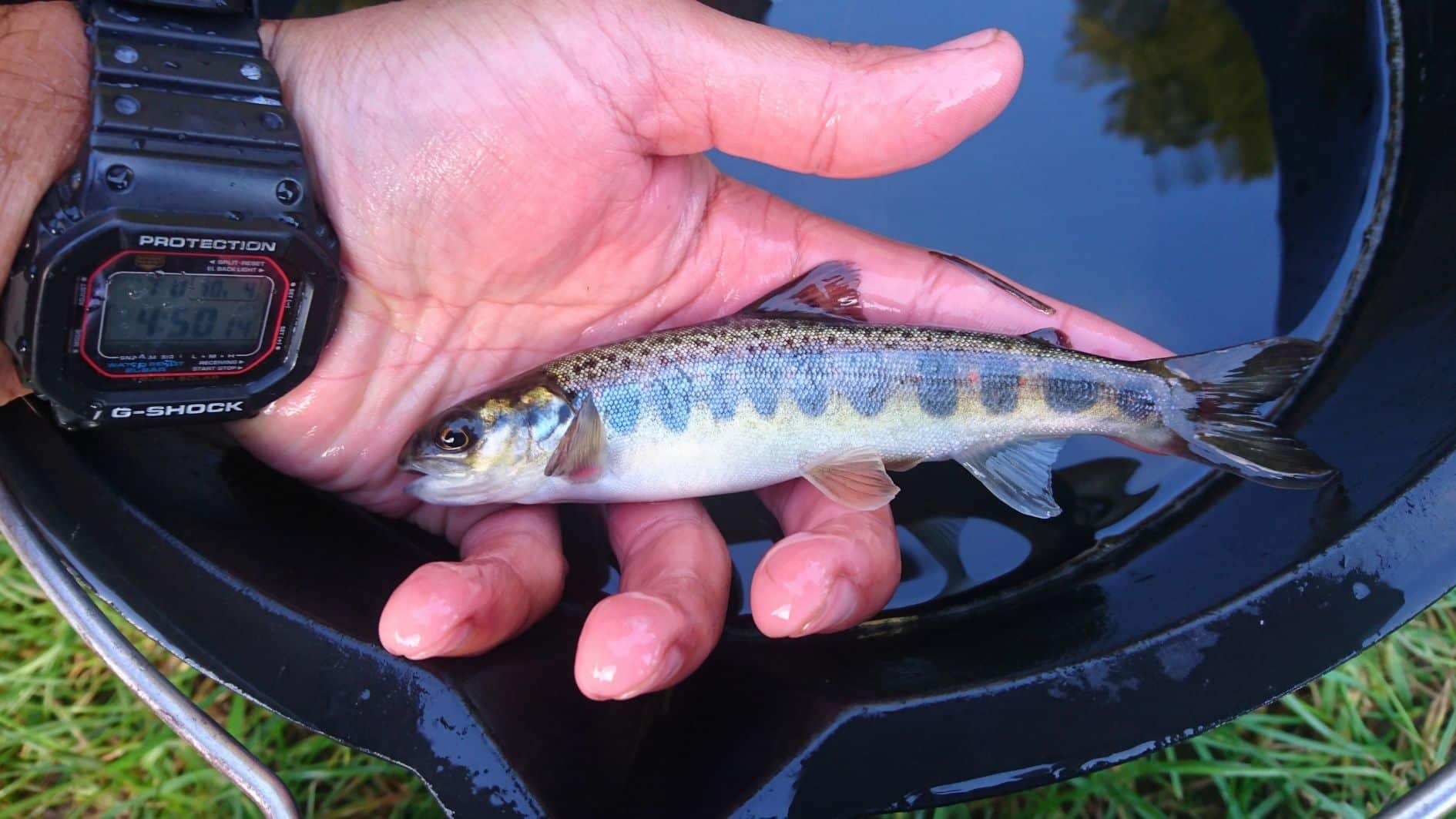 Press Release; Good News For Ribble Salmon As Surveys Reveal Promising Response